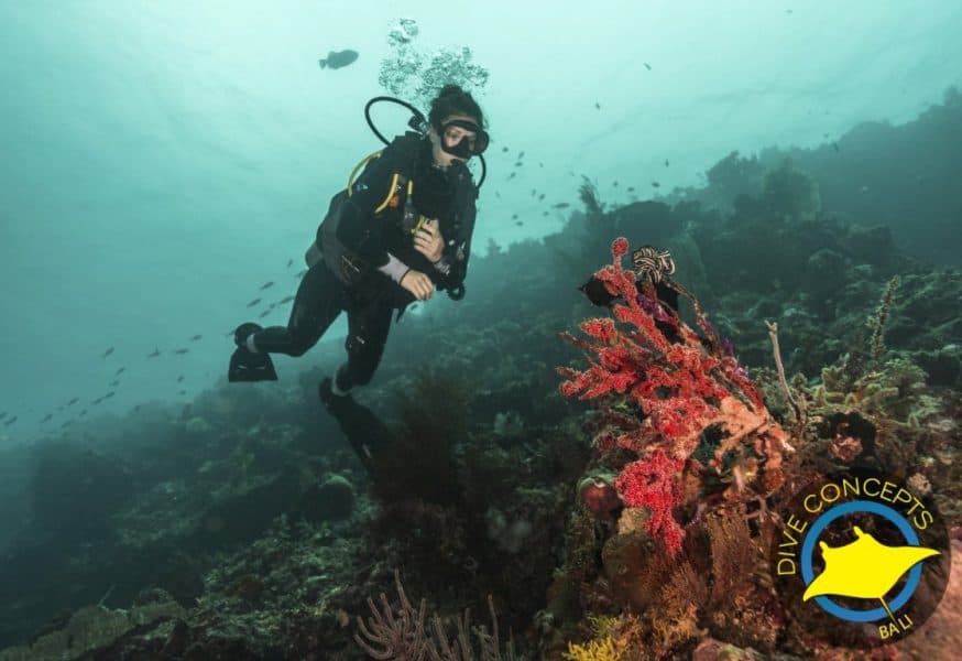 Diving with Dive Concepts