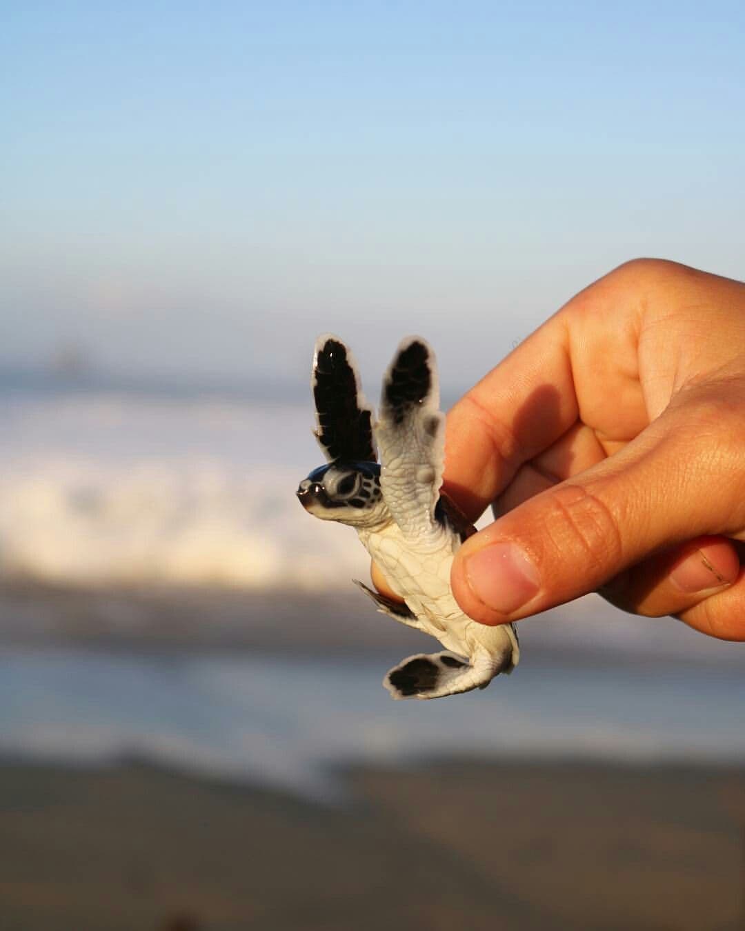 Turtle Conservation in Bali: A Comprehensive Guide