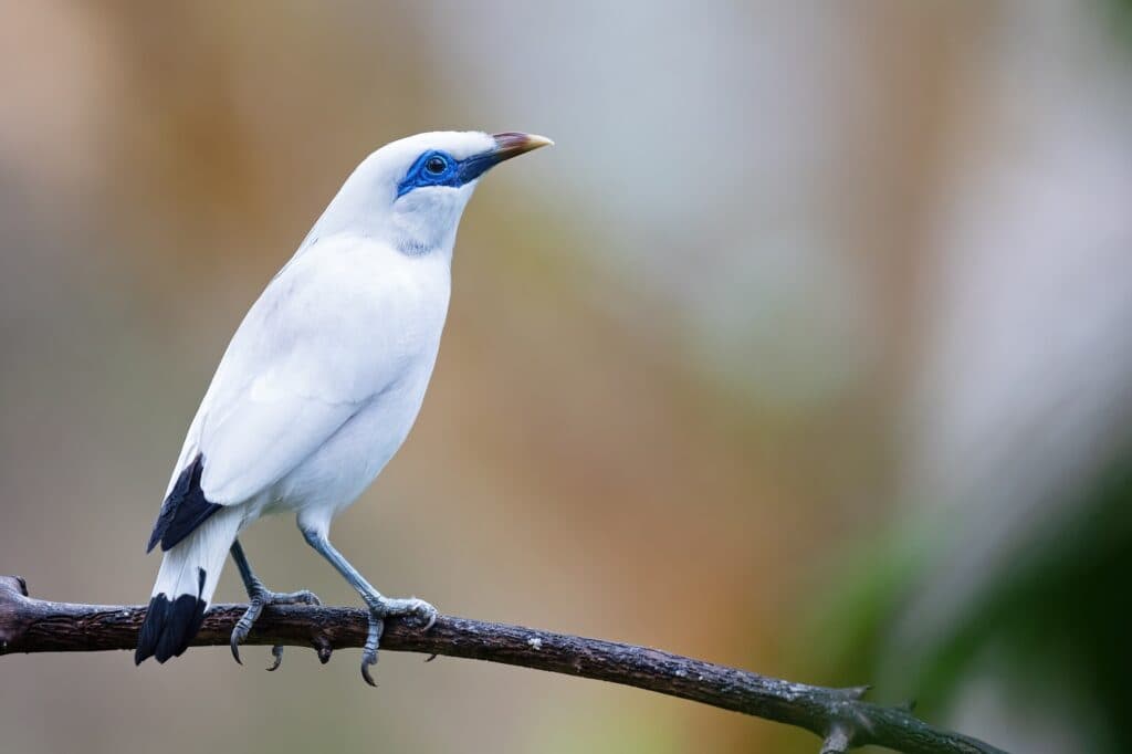 The Plight and Hope of the Bali Myna: A Deep Dive into Its Conservation Status (2023)