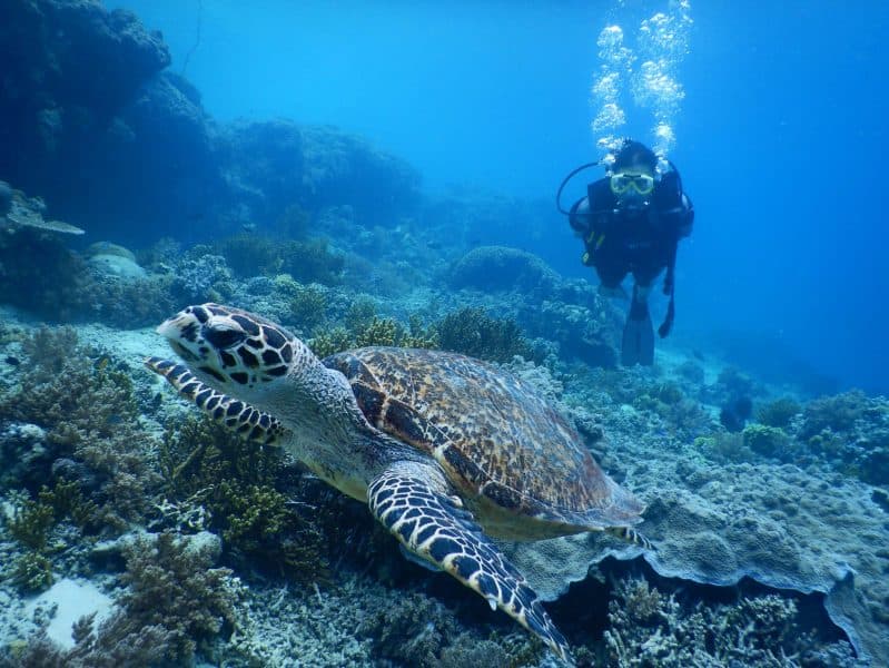 Diving with Ranger Dive