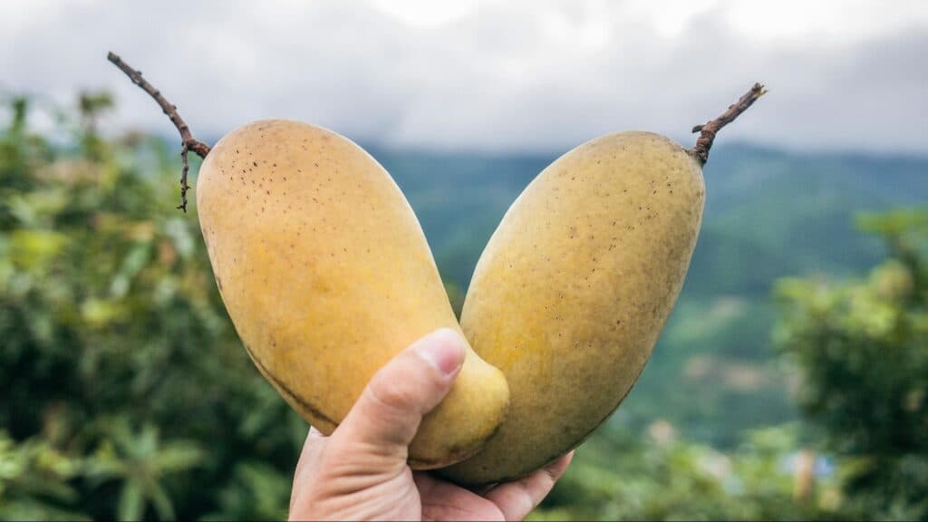 Bali's Ultimate Guide to Exotic Tropical Fruits