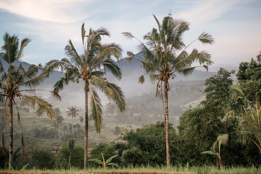 West Bali National Park Comprehensive Guide: Trekking, Snorkeling & Bali Starling Conservation (Updated 2023)