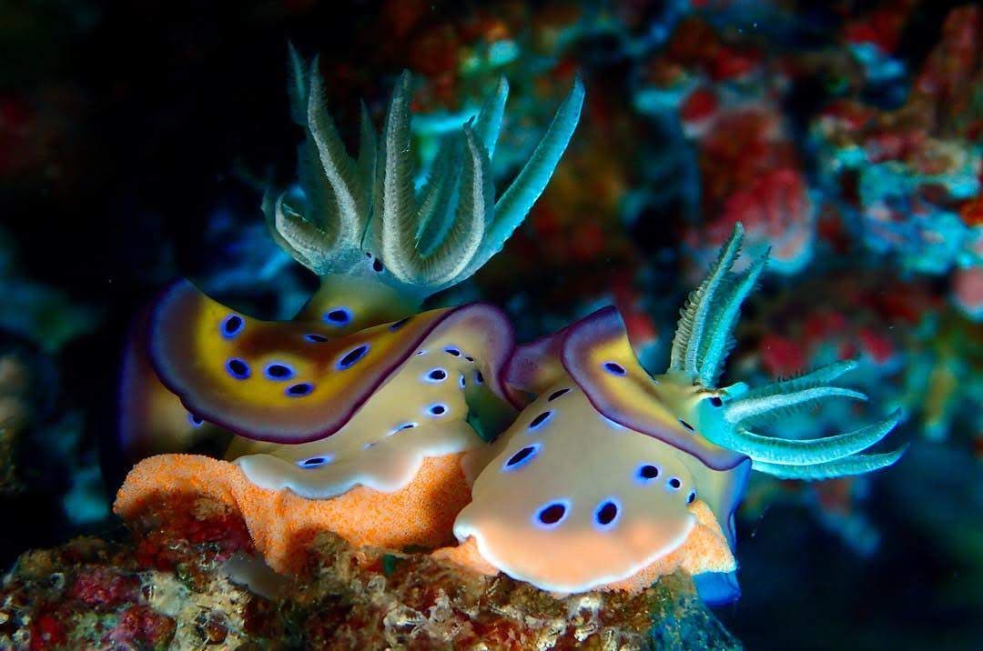 Diving and Snorkeling in North West Bali – The Comprehensive Guide
