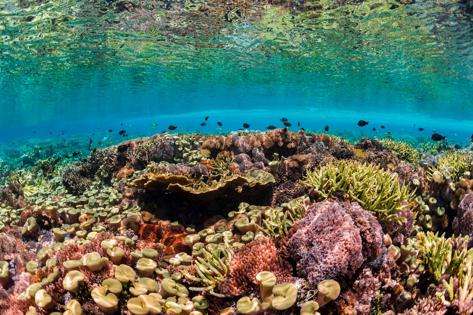 Everything You Need to Know About Menjangan Island