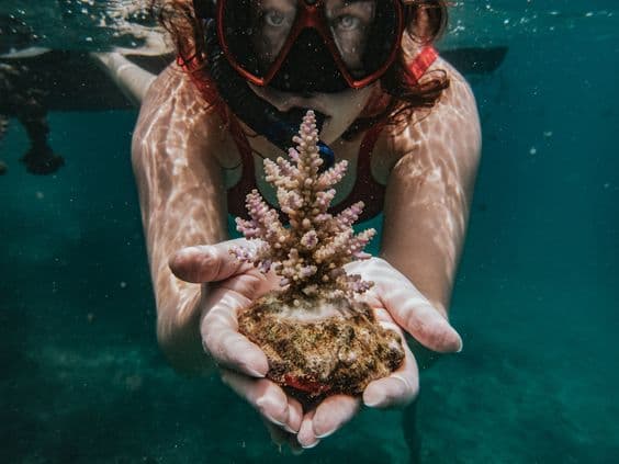 Reef Restoration in Northwest Bali – The Wish Tree Project