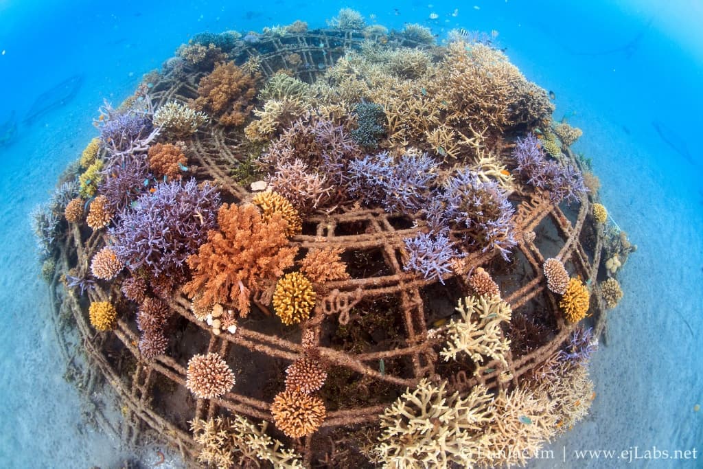 The Biorock Revolution: Restoring Coral Reefs in Pemuteran, Bali