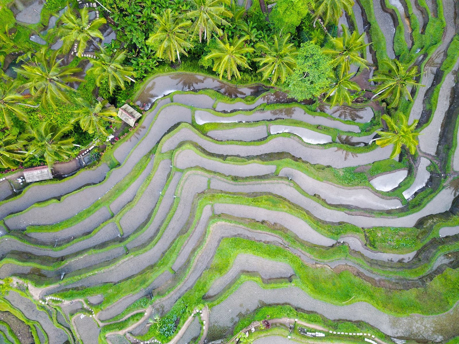 The Subak System of Bali – Bali’s Ancient Plumbing System